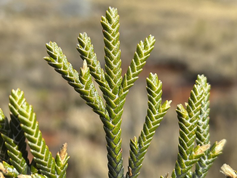 Andicolea ferruginea photo 7