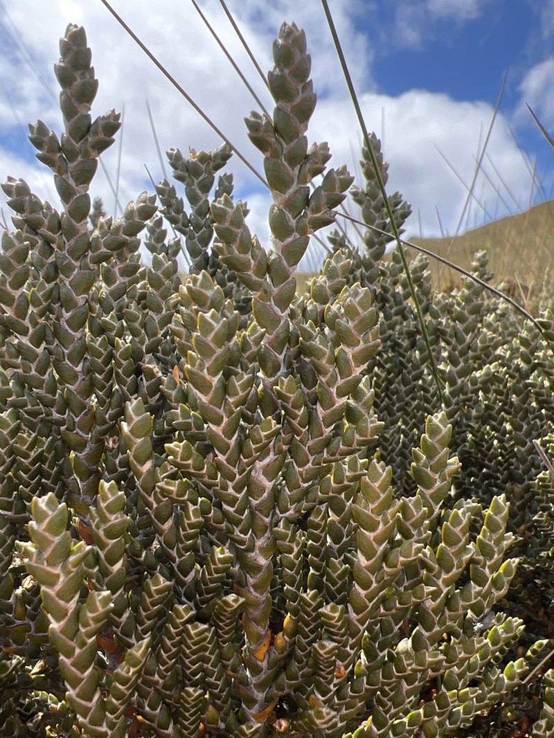 Andicolea ferruginea photo 8