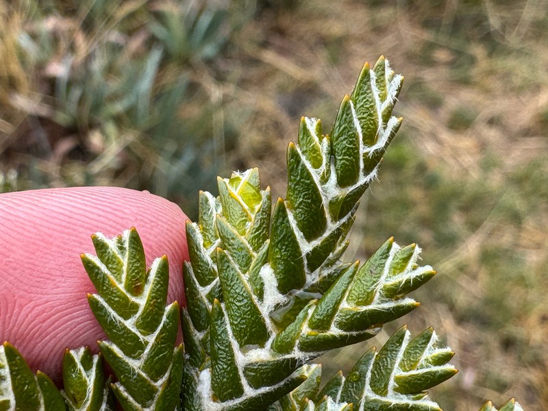Andicolea ferruginea