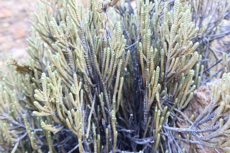 Andicolea graveolens photo 3