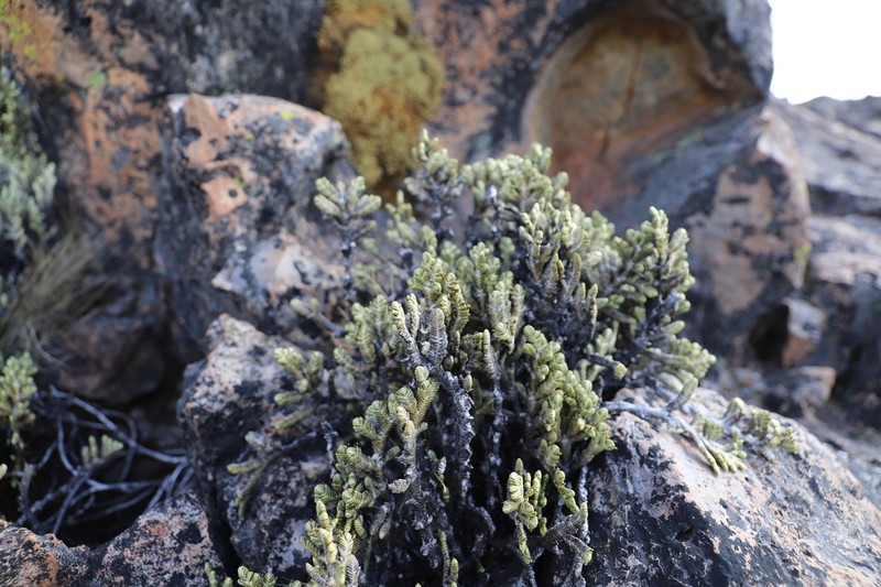 Andicolea graveolens photo 4