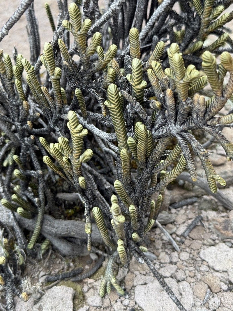 Andicolea graveolens photo 6