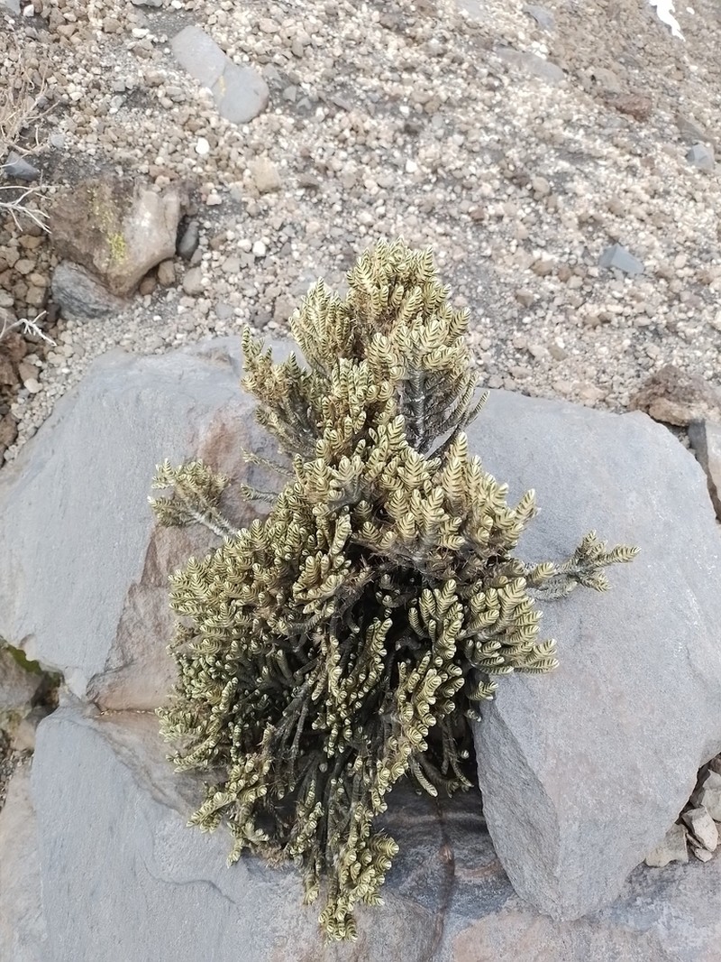 Andicolea graveolens photo 8