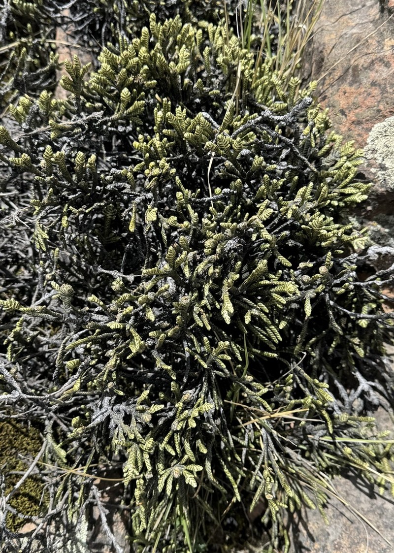 Andicolea graveolens