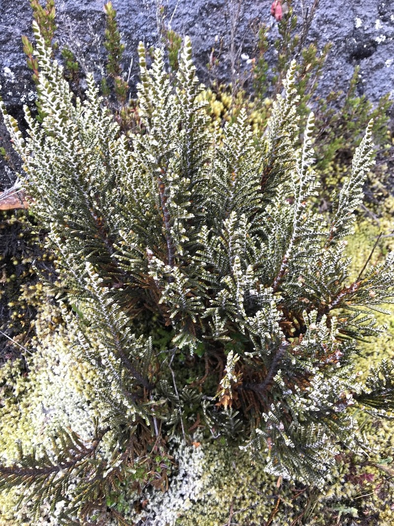Andicolea ilinissae