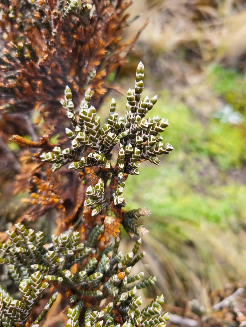 Andicolea ilinissae photo 2