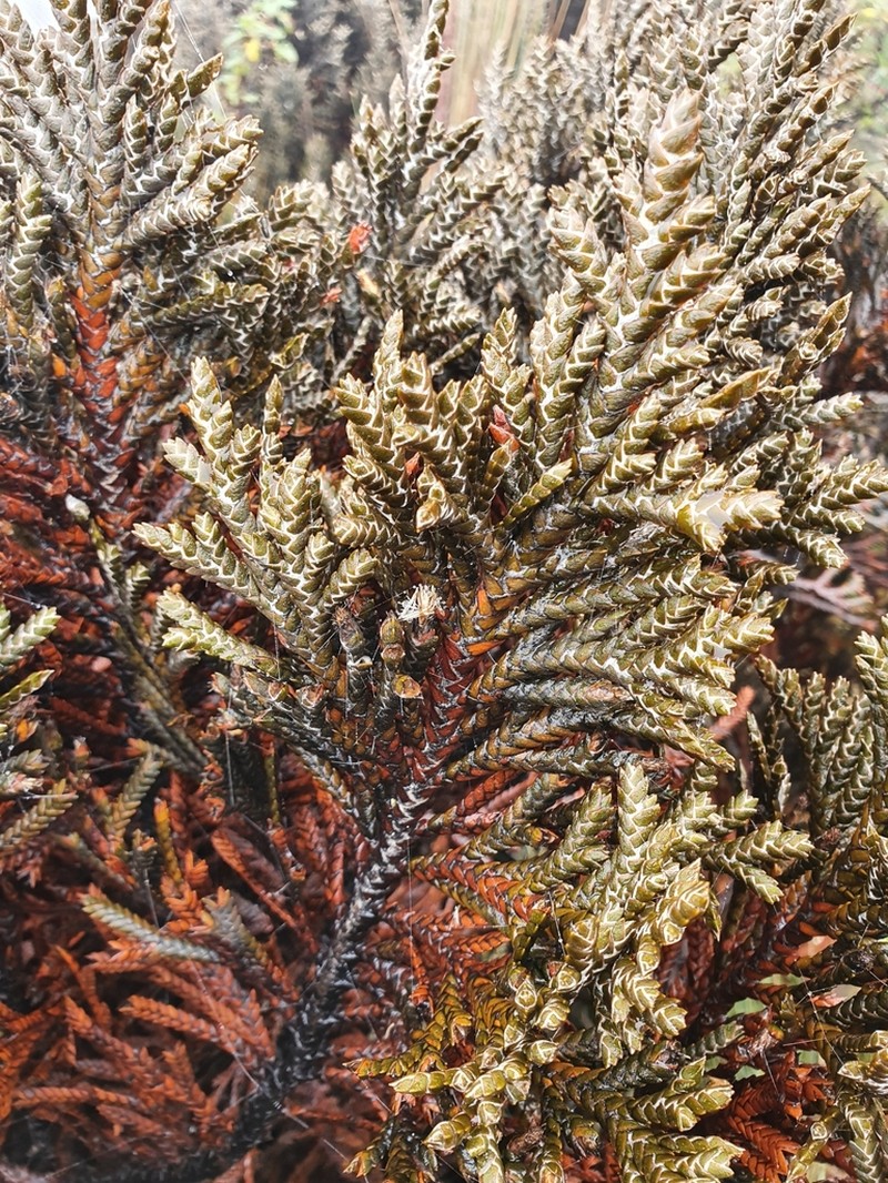 Andicolea ilinissae photo 3