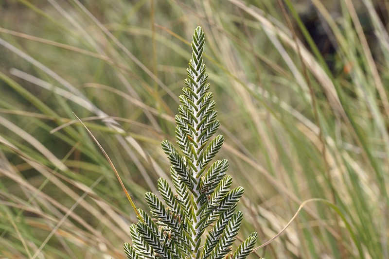 Andicolea ilinissae photo 4