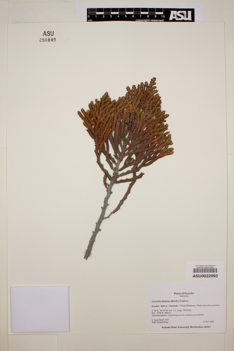 Andicolea ilinissae photo 5