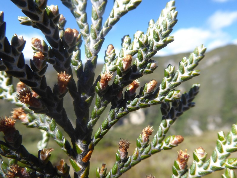 Andicolea leptothamna