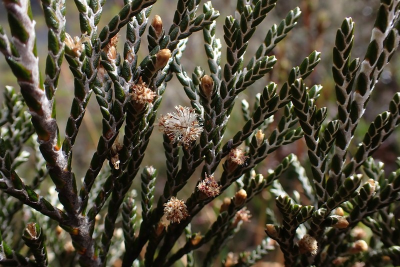 Andicolea leptothamna photo 2