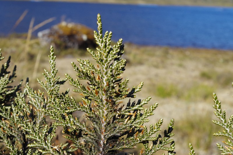 Andicolea leptothamna photo 3