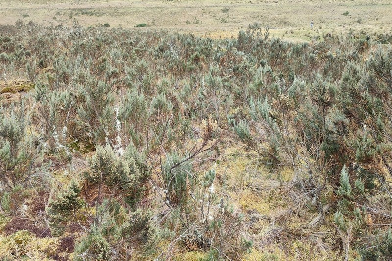 Andicolea leptothamna photo 4