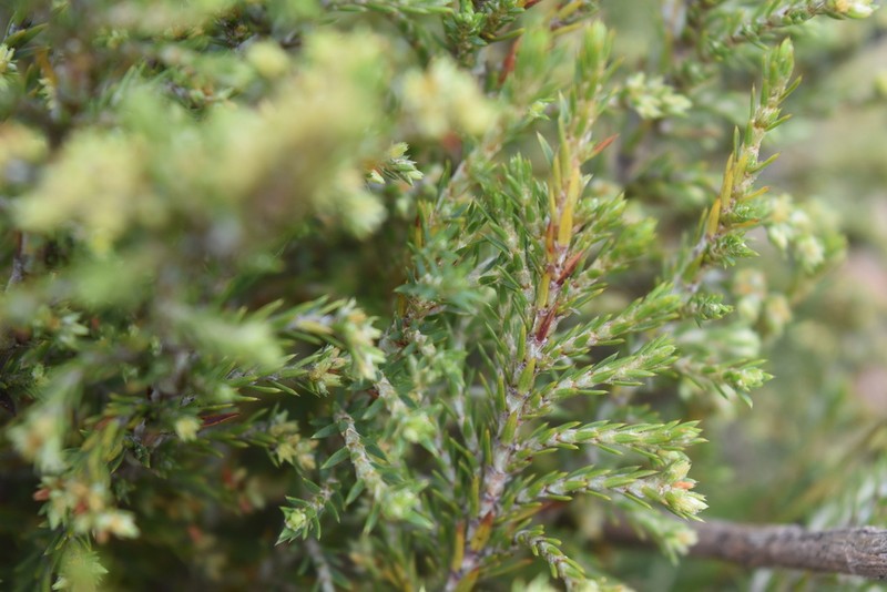 Andicolea leptothamna photo 5