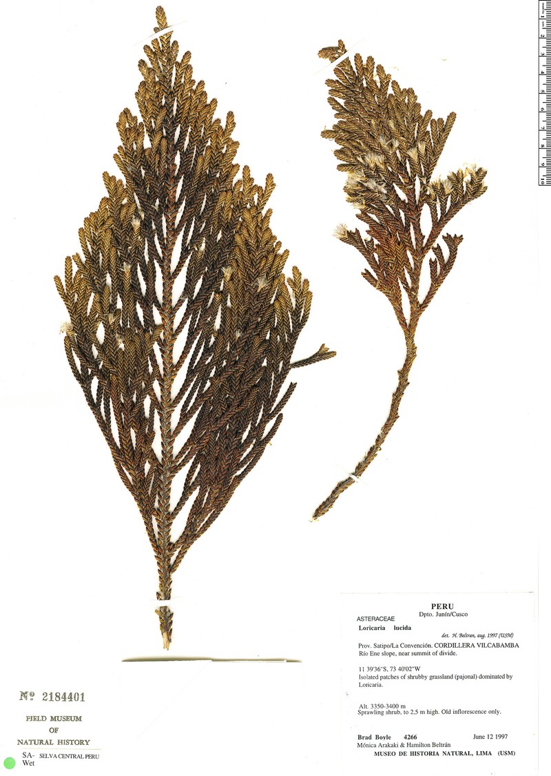 Andicolea lucida