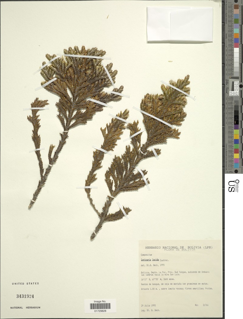 Andicolea lucida photo 2