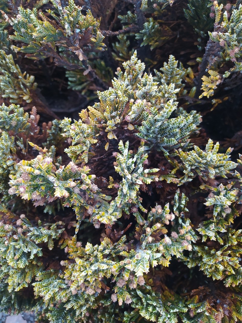 Andicolea lycopodinea