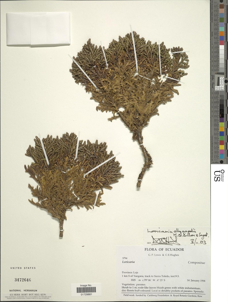 Andicolea ollgaardii photo 2