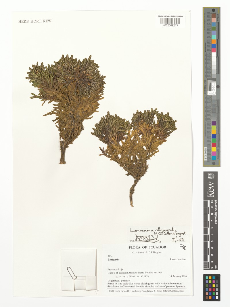 Andicolea ollgaardii photo 3