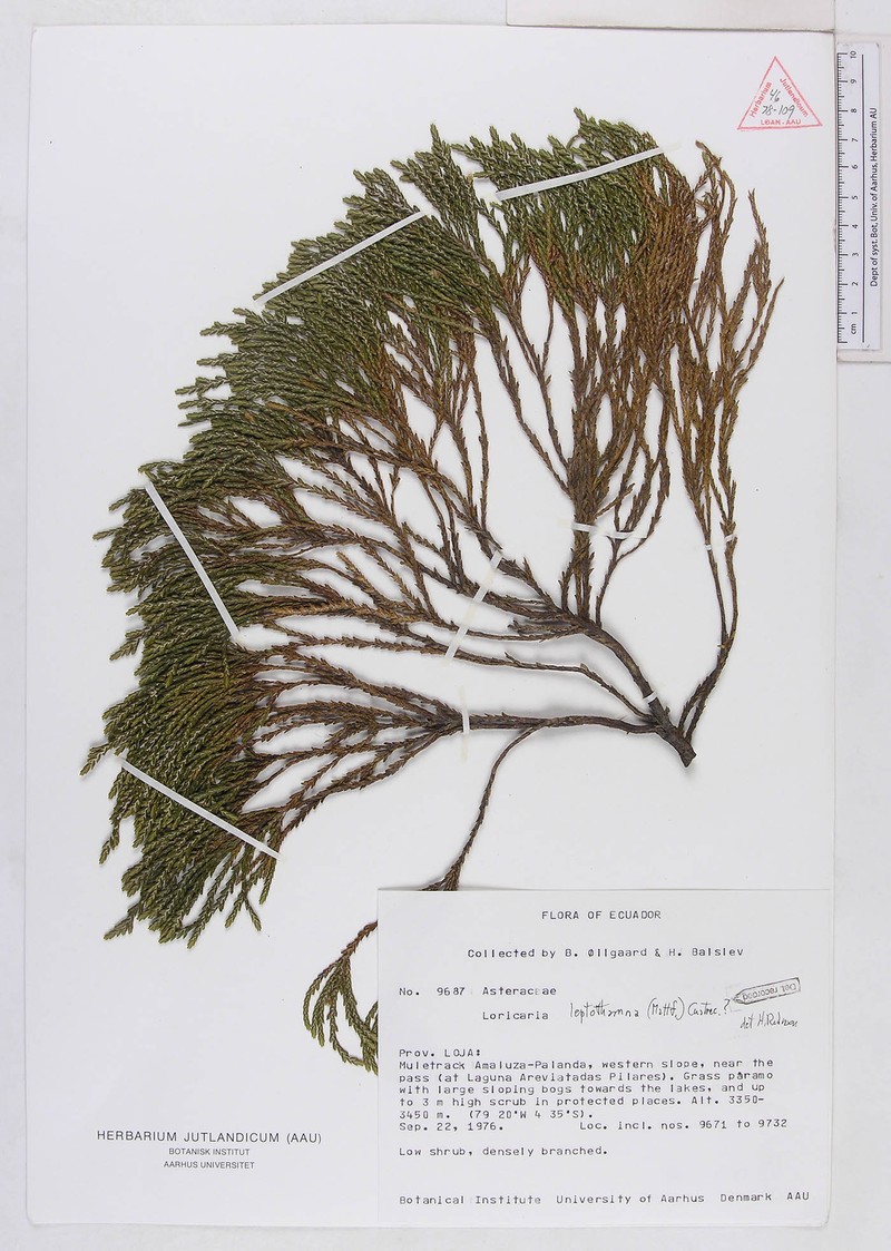 Andicolea ollgaardii