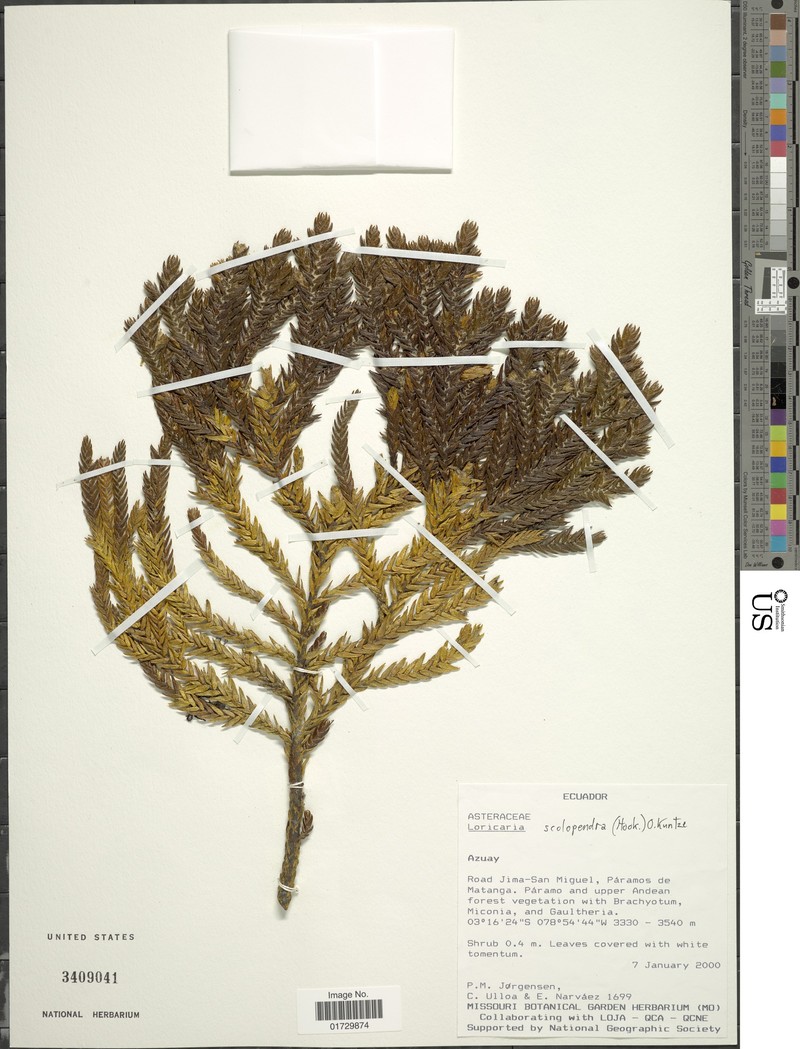 Andicolea scolopendra