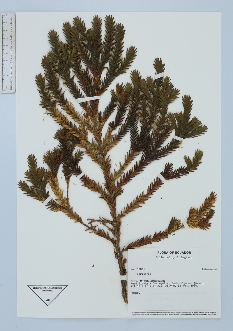 Andicolea scolopendra