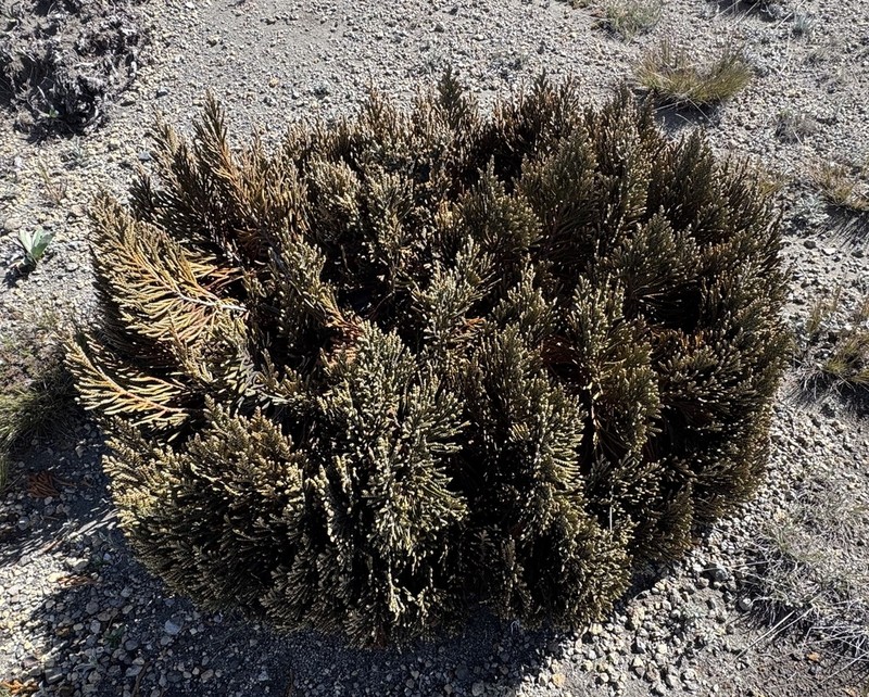 Andicolea thuyoides photo 3
