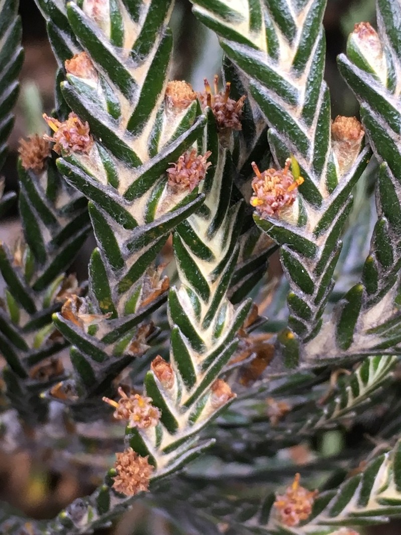 Andicolea thuyoides photo 4