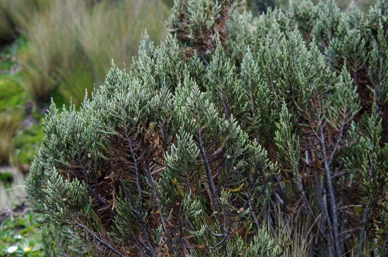 Andicolea thuyoides photo 5