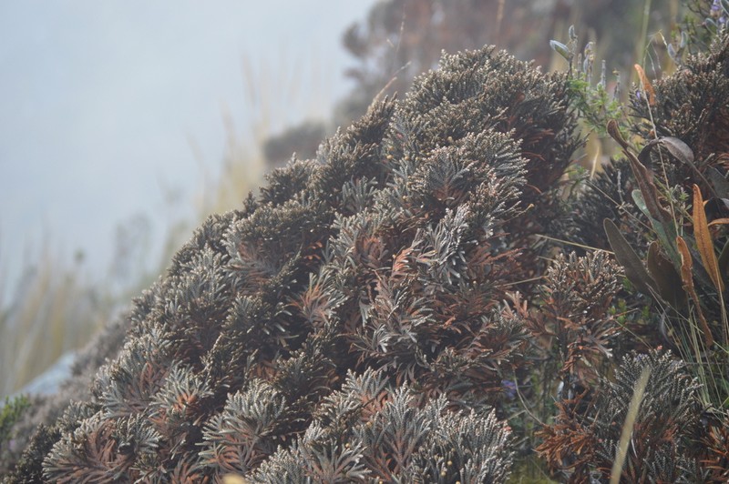 Andicolea thuyoides photo 6