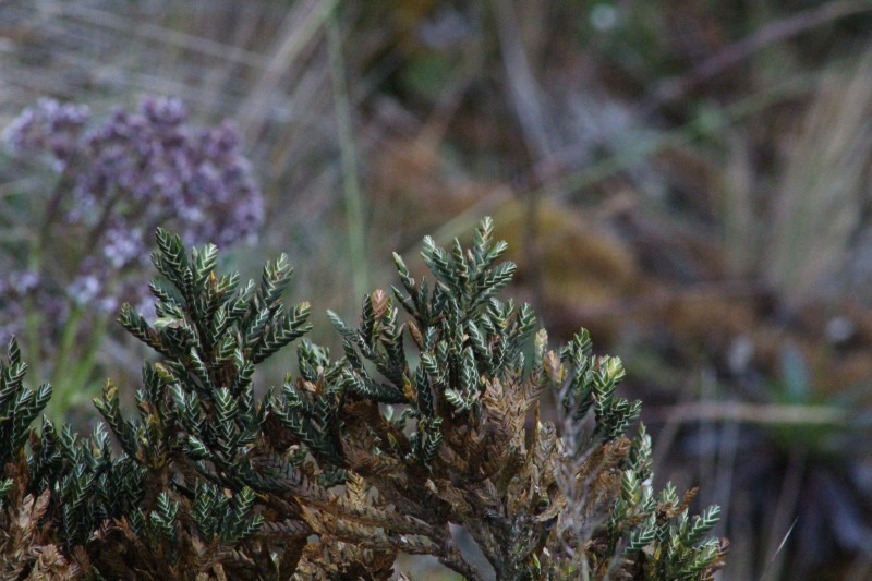Andicolea thuyoides photo 7