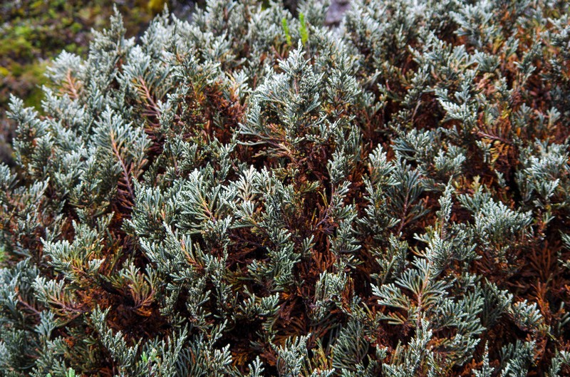 Andicolea thuyoides photo 8