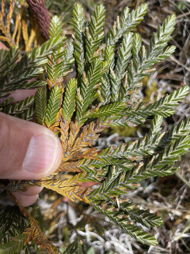 Andicolea thuyoides