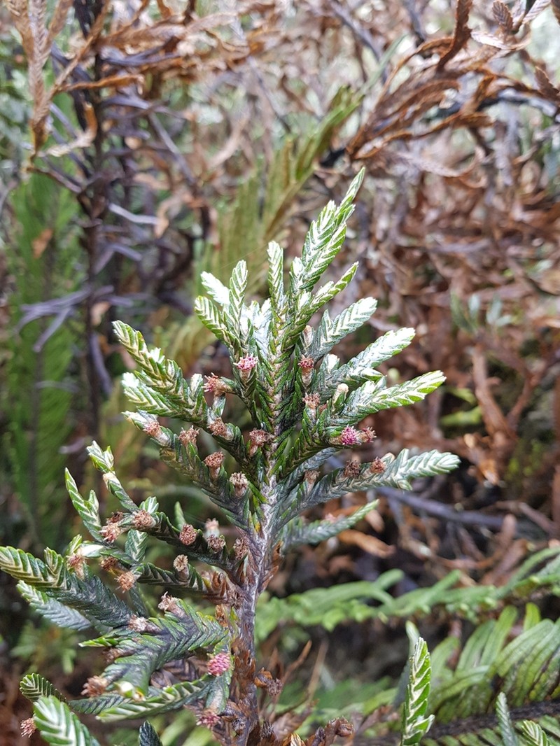 Andicolea thuyoides photo 2