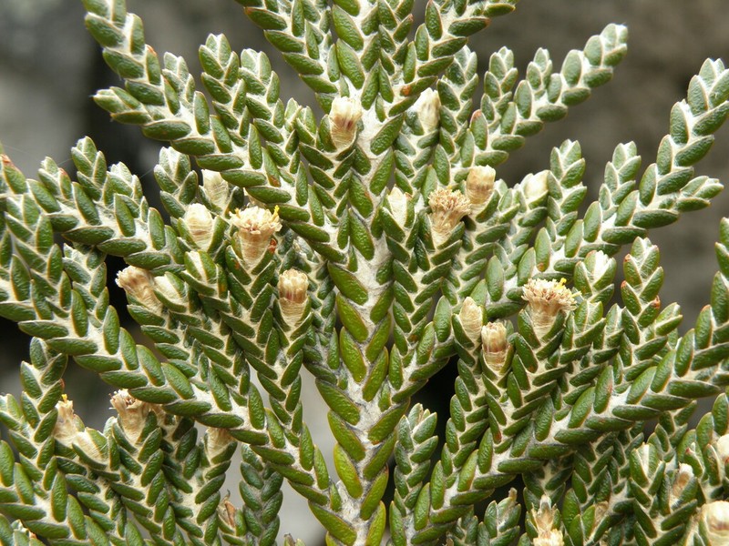 Andicolea thyrsoidea