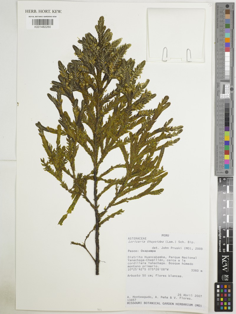 Andicolea thyrsoidea photo 2