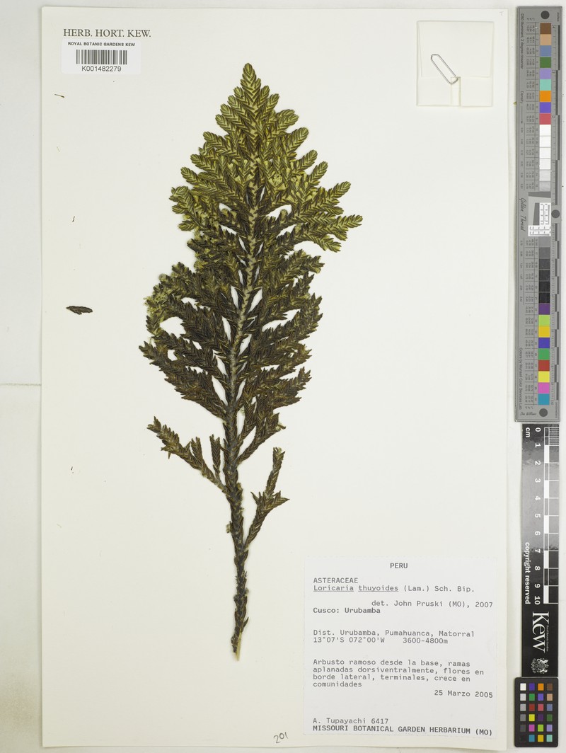Andicolea thyrsoidea photo 3