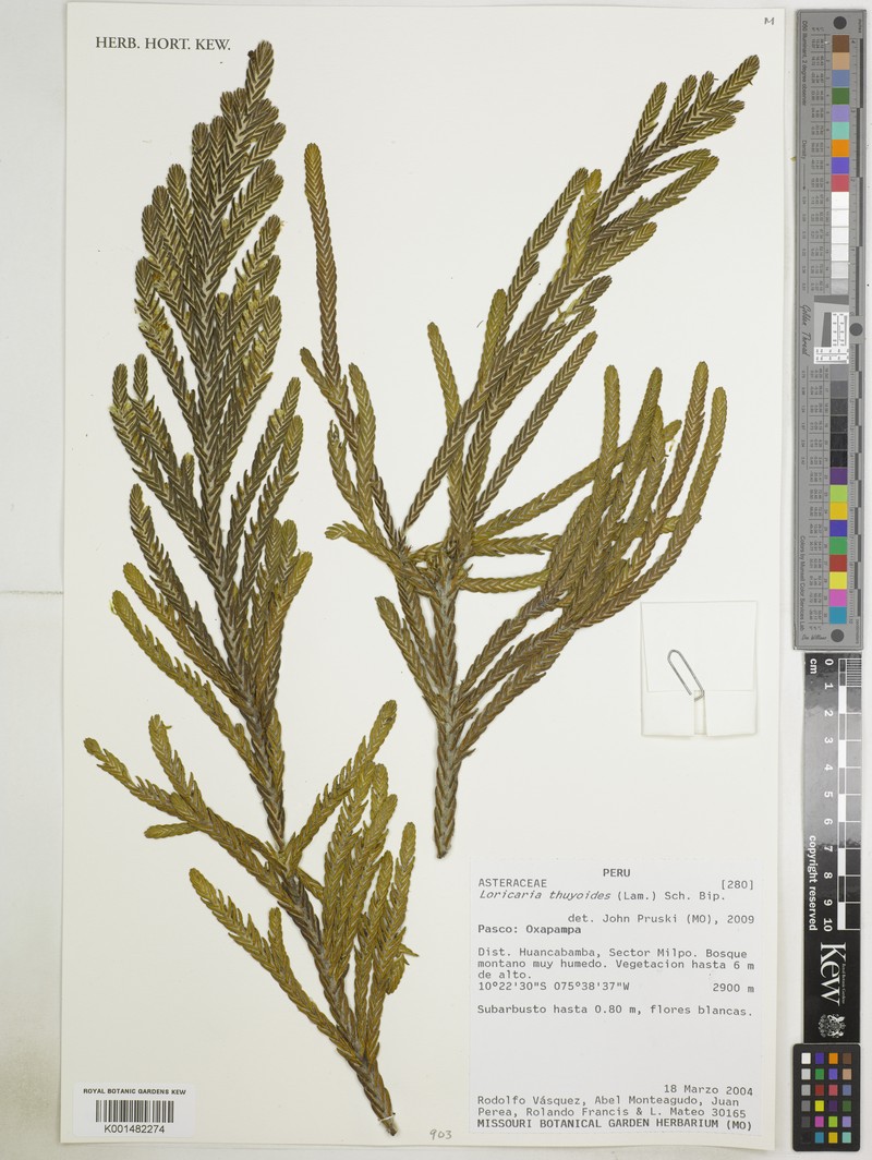 Andicolea thyrsoidea photo 4