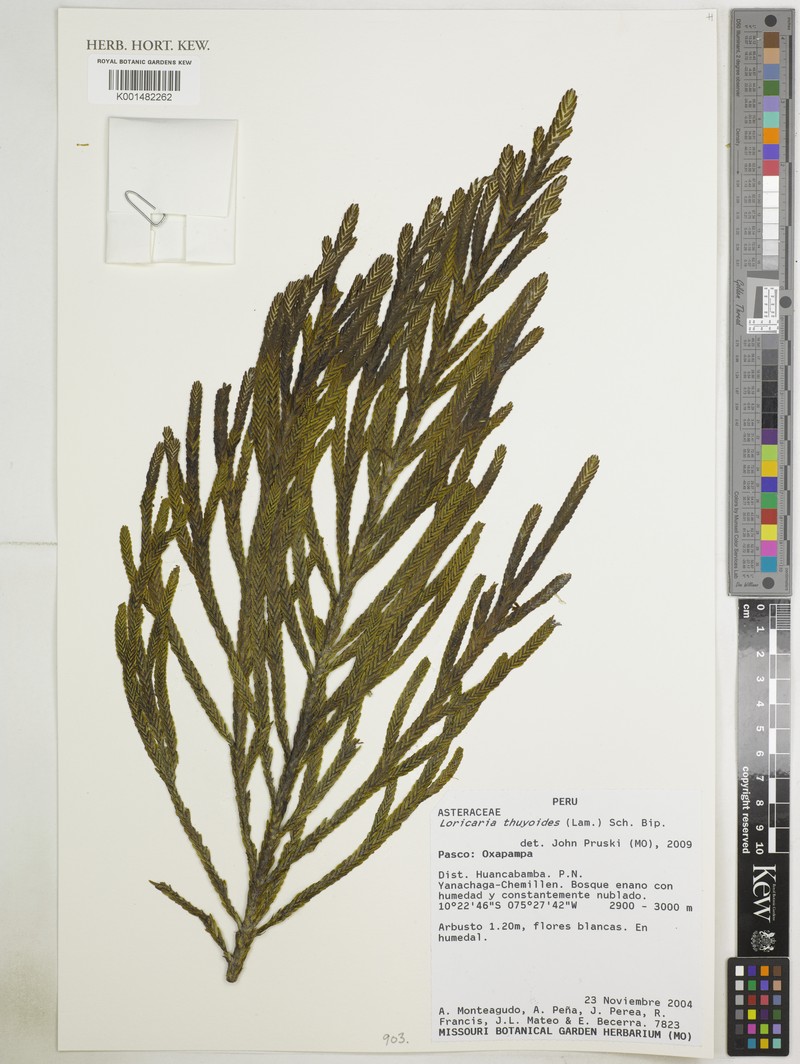 Andicolea thyrsoidea photo 5