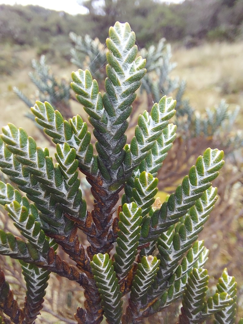 Andicolea unduaviensis