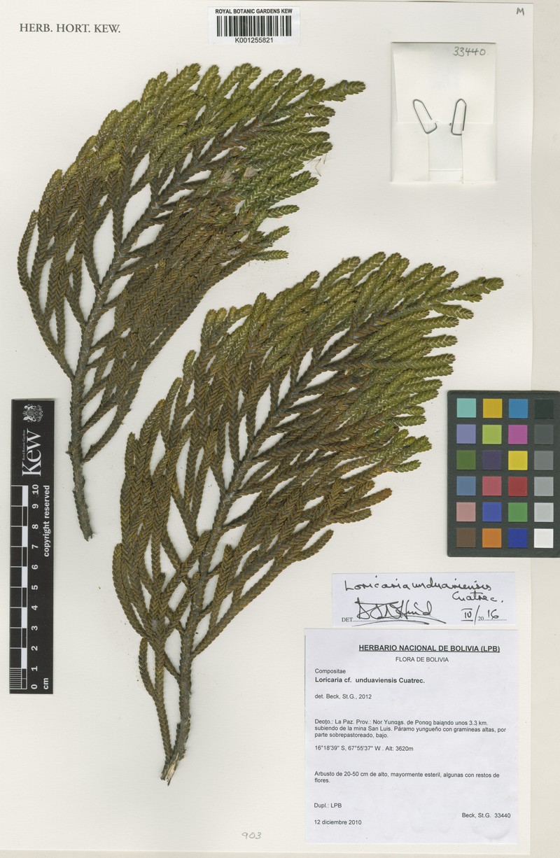 Andicolea unduaviensis photo 2