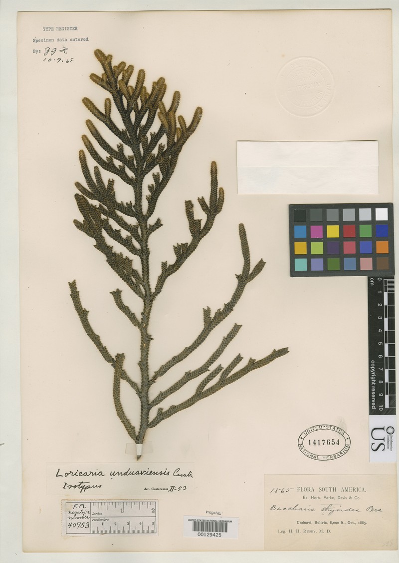Andicolea unduaviensis photo 3