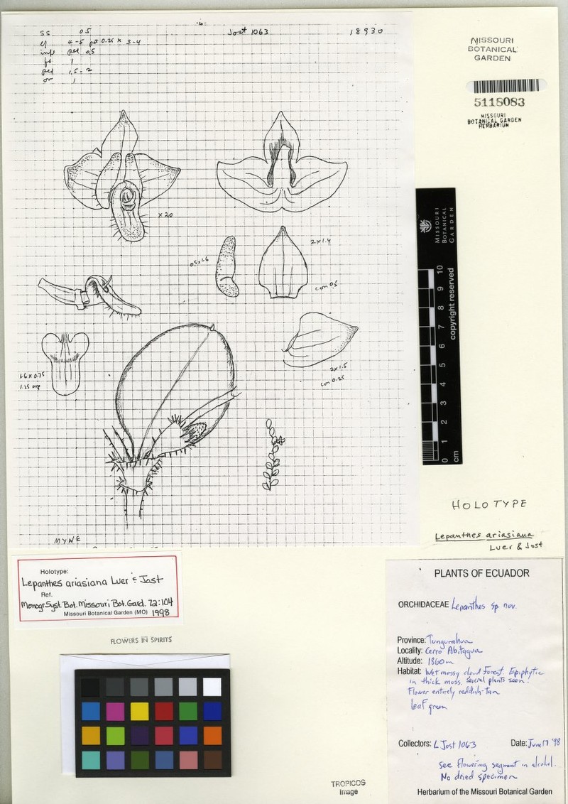 Andinia ariasiana