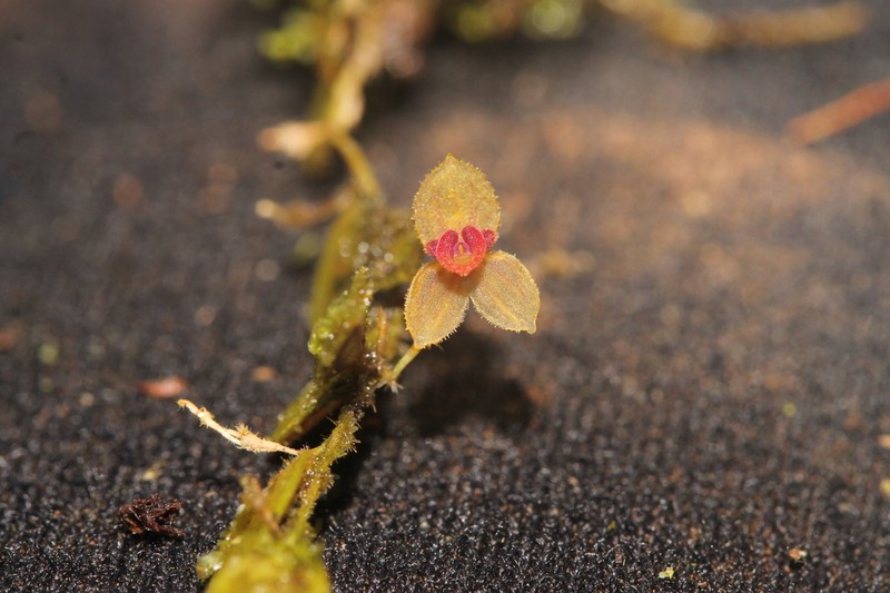 Andinia catella