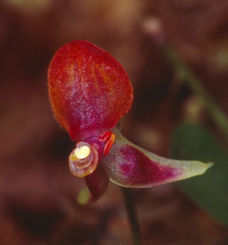 Andinia chaoae