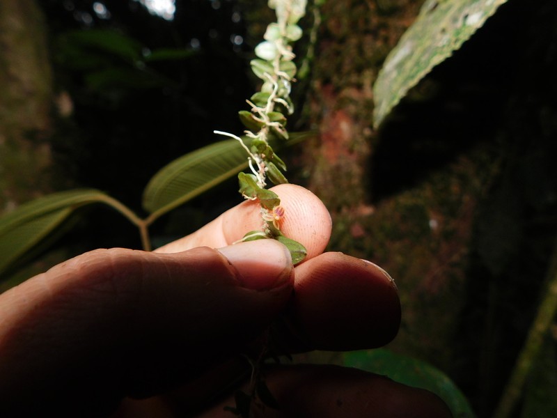 Andinia ciliaris