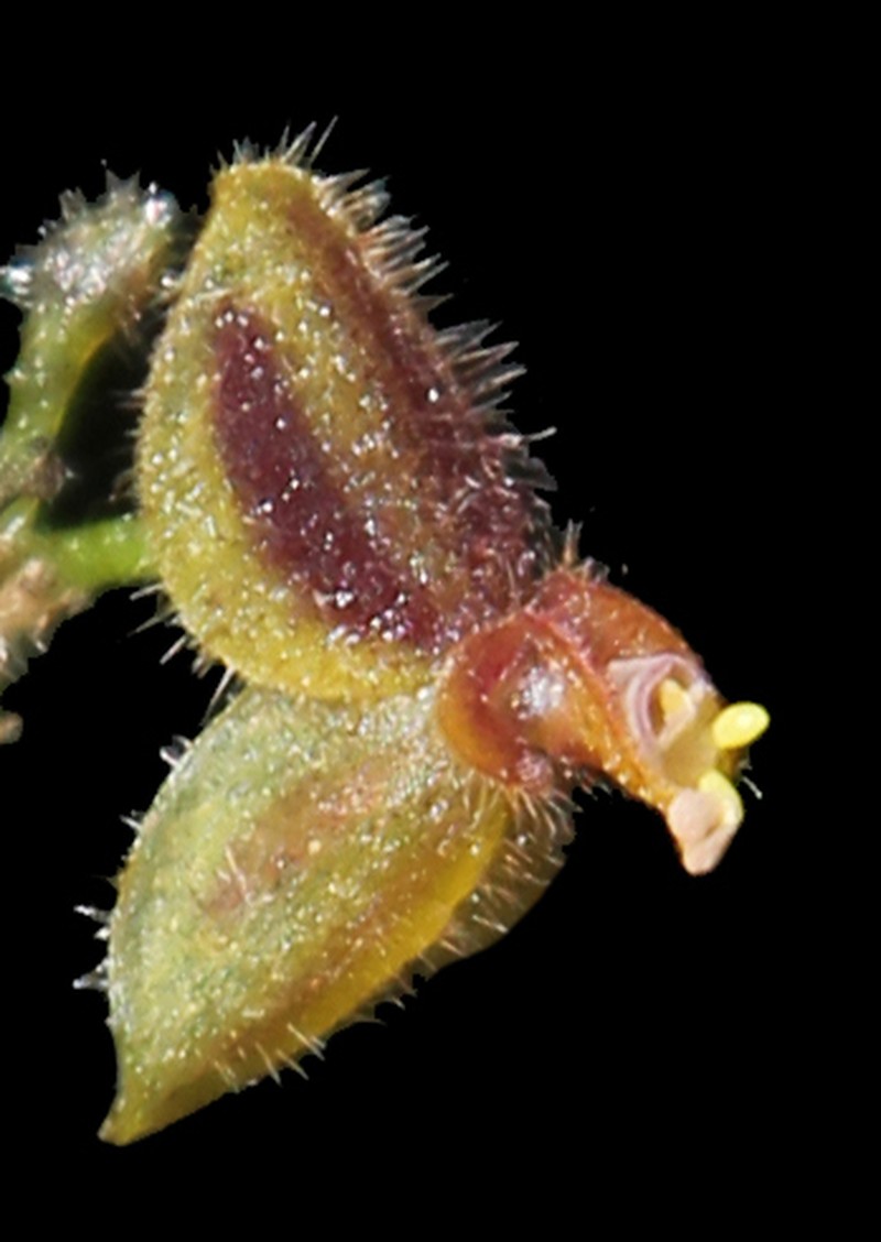 Andinia ciliaris photo 3