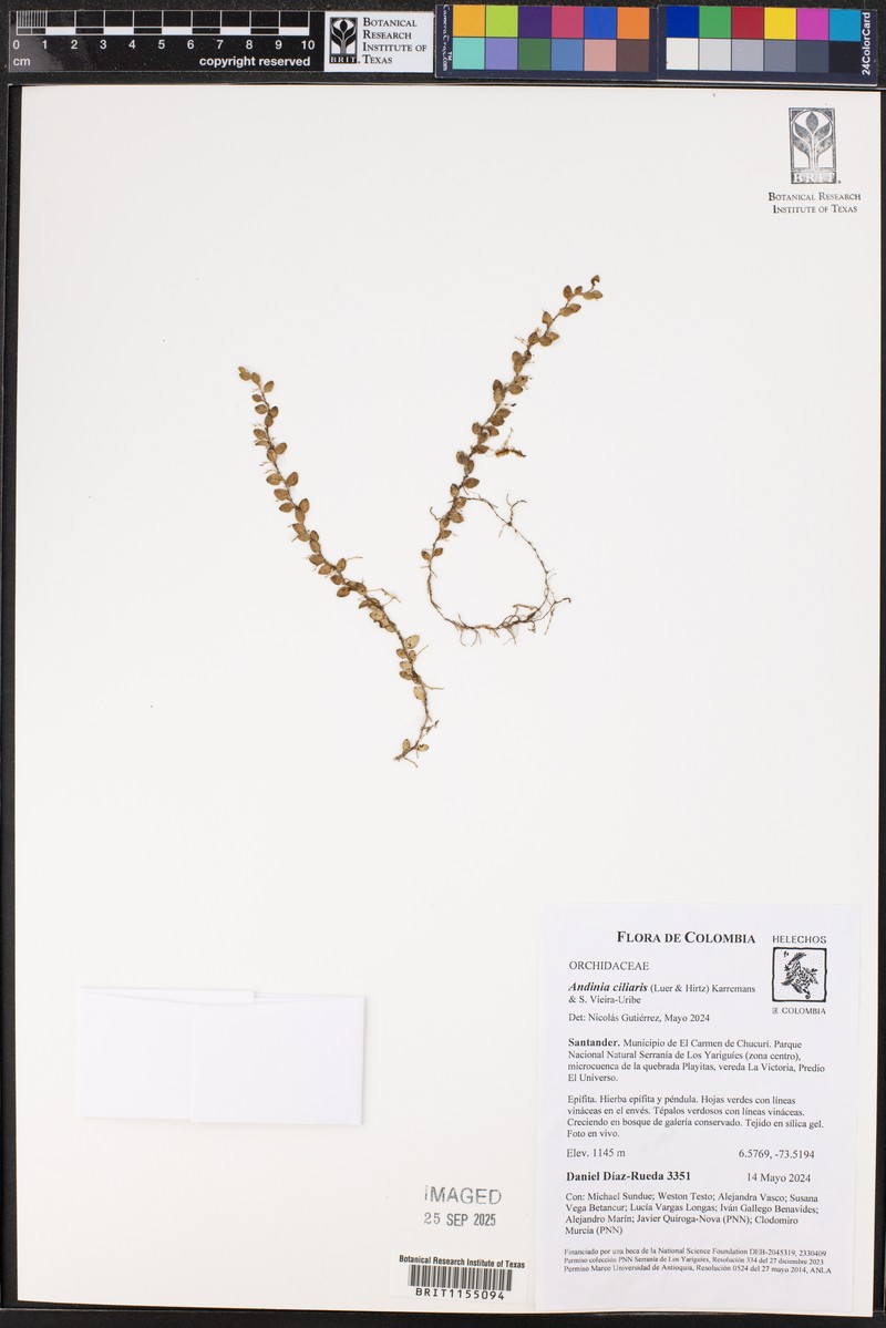 Andinia ciliaris photo 4