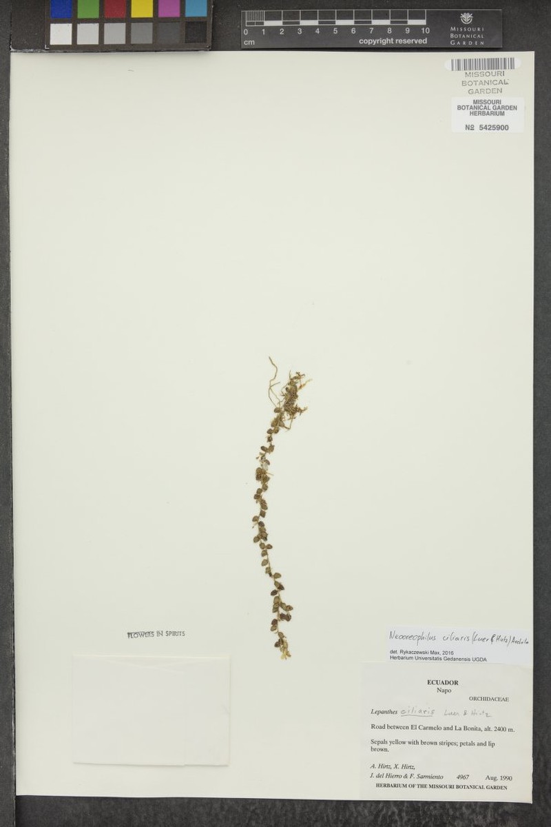 Andinia ciliaris photo 5