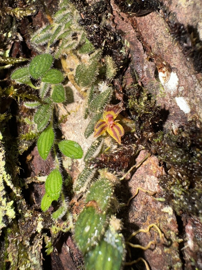 Andinia composita